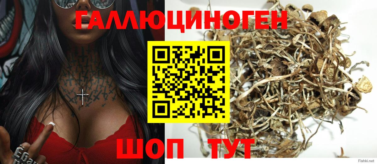 Галлюциногенные грибы Psilocybine cubensis Нижний Новгород