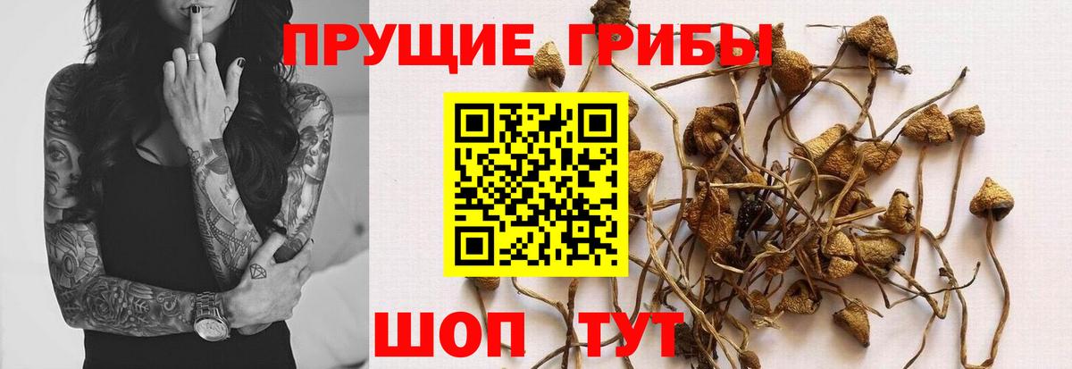 Галлюциногенные грибы Cubensis Нижний Новгород